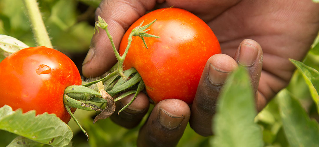 Urban_Ministry_WE_Garden_PickingRipeTomato_500