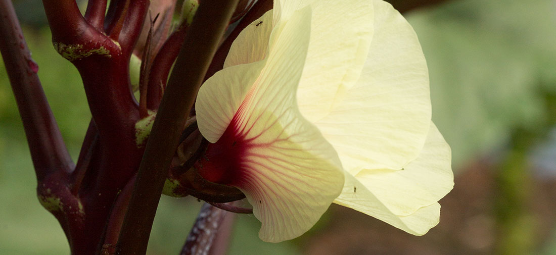 Urban_Ministry_WE_Garden_WhiteBlossom_500